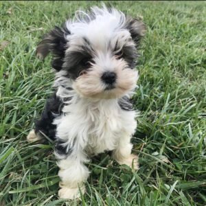How much is a morkie