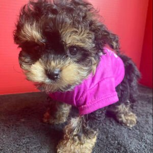 Morkie life expectancy