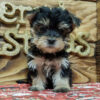 Morkie dogs for sale