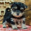 Morkie dogs for sale