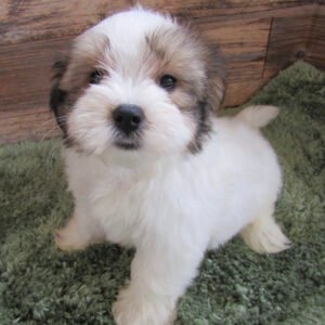 Morkie puppies for sale ohio