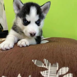 Siberian husky puppy for sale