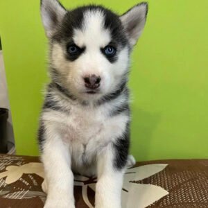 Siberian husky puppy for sale