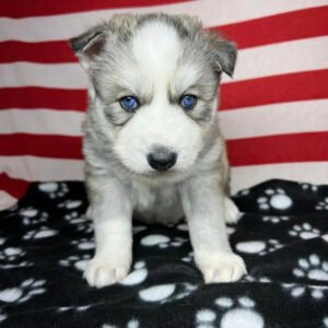 Siberian husky puppies for sale