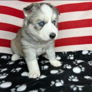 Siberian husky puppies for sale