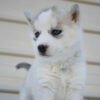 Husky puppies for sale