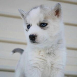 Husky puppies for sale
