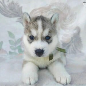 Puppy husky for sale