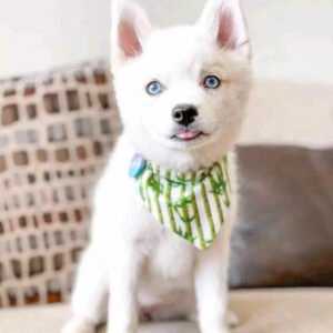 Red husky puppy for sale