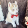 Husky puppies for sale $100