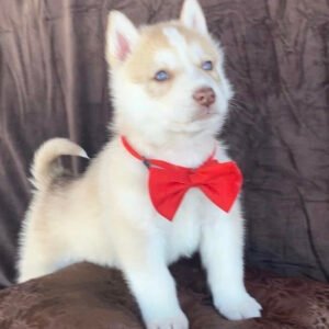 Husky puppies for sale $100