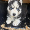 Husky puppies for sale $100 in Georgia
