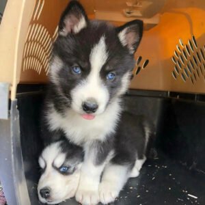 Husky puppies for sale $100 in Georgia