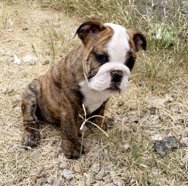 English bulldog puppies for sale in ohio under $500