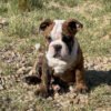 English bulldog puppies for sale in ohio under $500