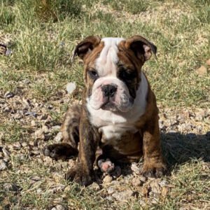 English bulldog puppies for sale in ohio under $500