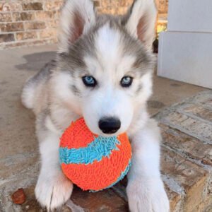 Husky puppies for sale $300