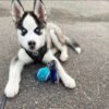 Baby husky for sale