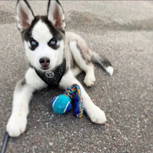 Baby husky for sale