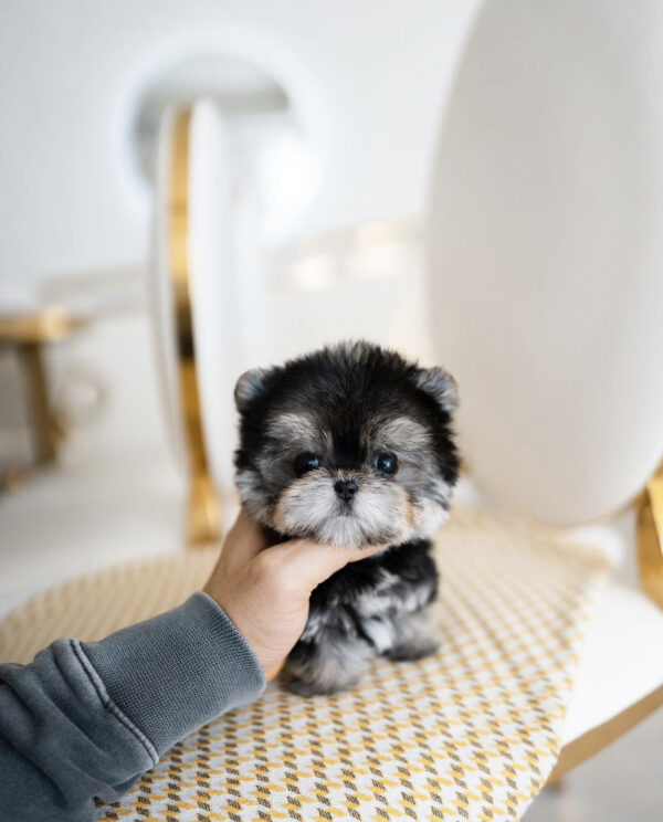 Morkie puppies for sale in NJ
