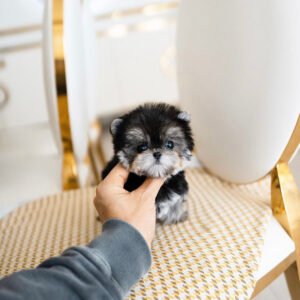 Morkie puppies for sale in NJ