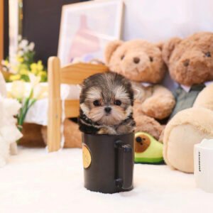 Morkie puppies for sale in Michigan