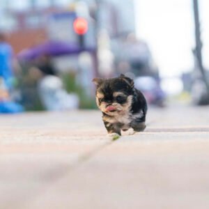 Morkie puppies for sale in Florida