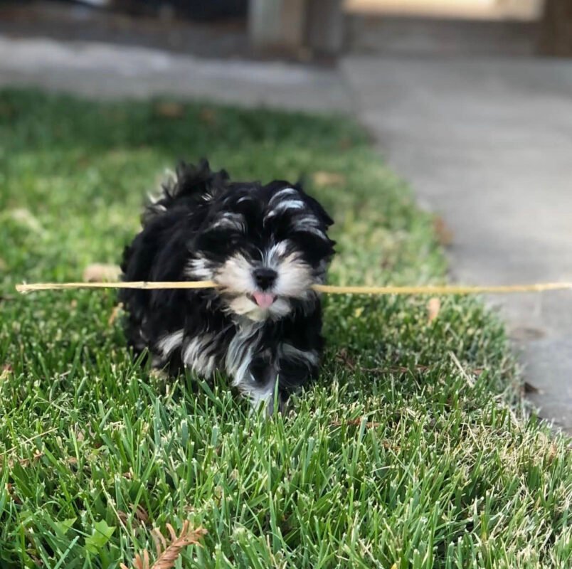 Morkie puppy for sale/Morkie puppy for sale near me