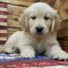 Golden retriever puppies for sale in MN