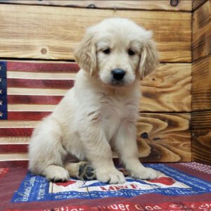 Golden retriever puppies for sale in MN