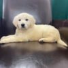 Golden retriever puppies MN