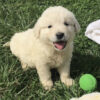 Golden retriever puppies for sale $200 mn
