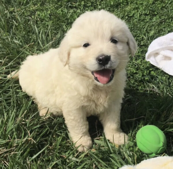 Golden retriever puppies for sale $200 mn