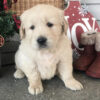 Golden retriever puppies for sale $200 Craigslist
