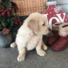 Golden retriever puppies for sale $200 Craigslist