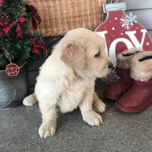 Golden retriever puppies for sale $200 Craigslist