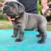 cane corso for sale