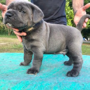 cane corso for sale