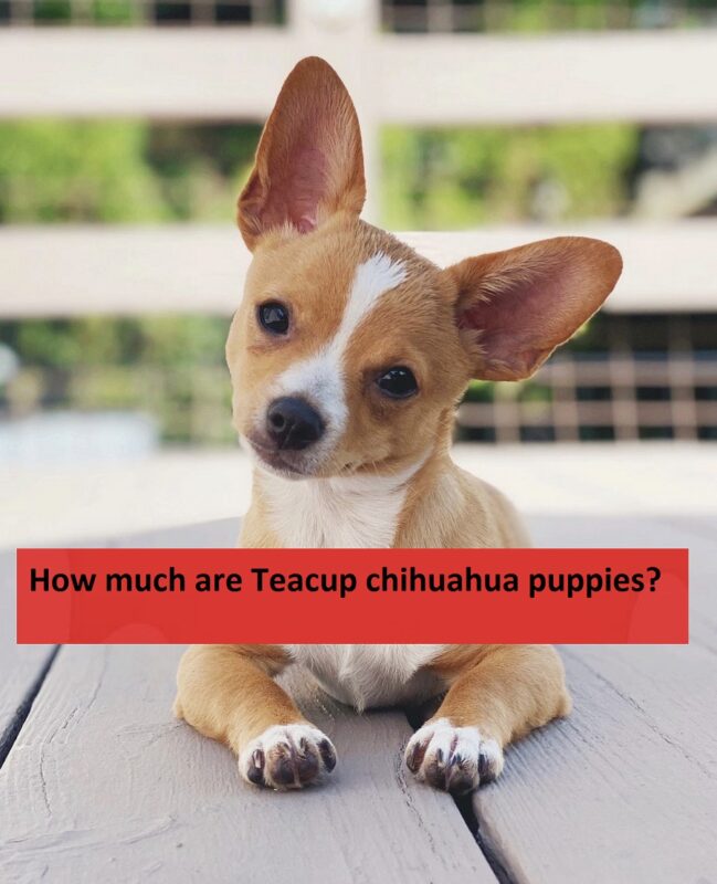 How much are teacup chihuahua puppies