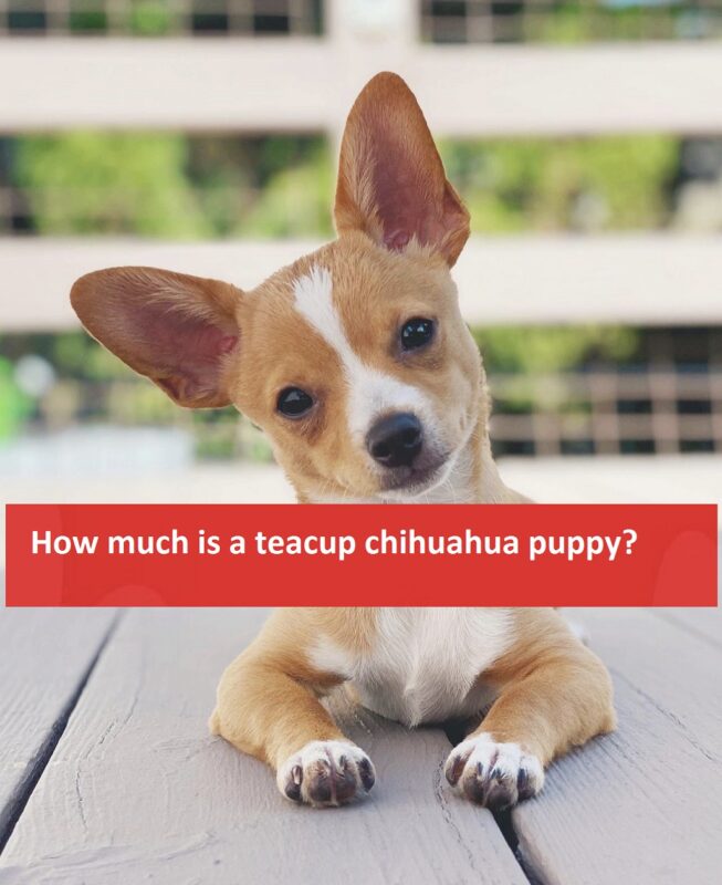 How much is a teacup chihuahua puppy