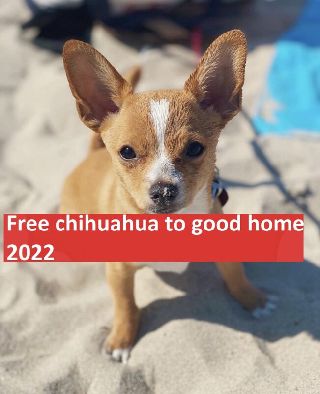 Free chihuahua to good home 2022