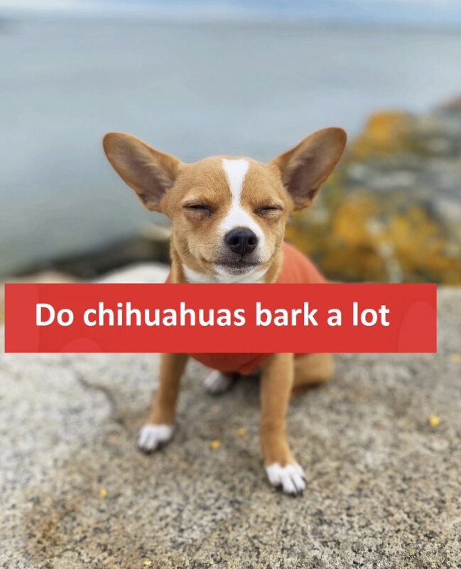 Do chihuahuas bark a lot
