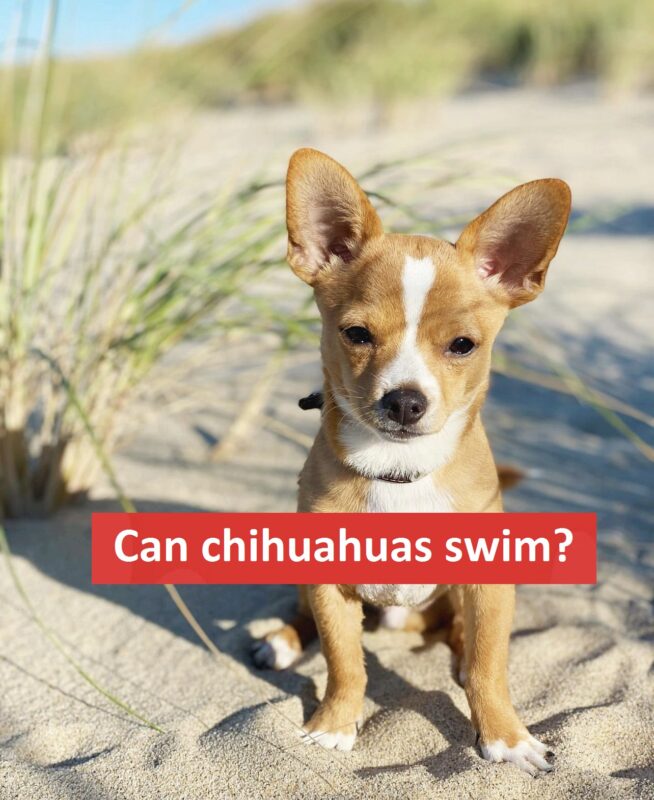 Can chihuahuas swim
