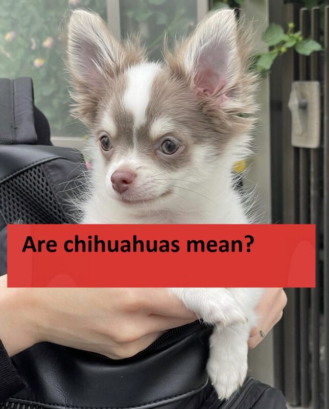 Are chihuahuas mean?