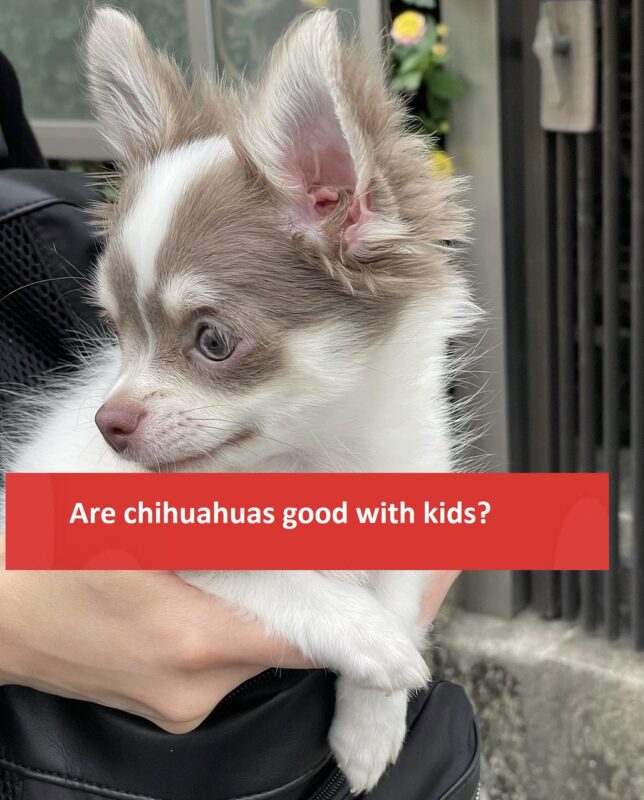 Are chihuahuas good with kids