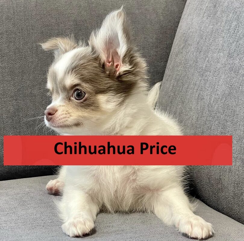 Chihuahua price
