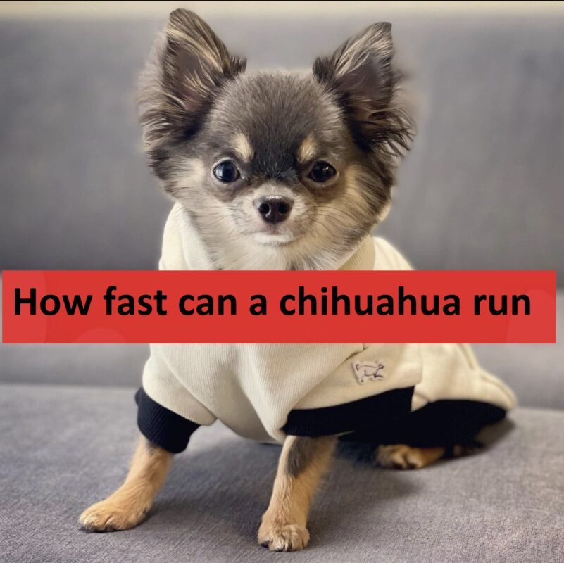 How fast can a chihuahua run