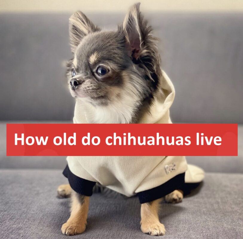 How old do chihuahuas live