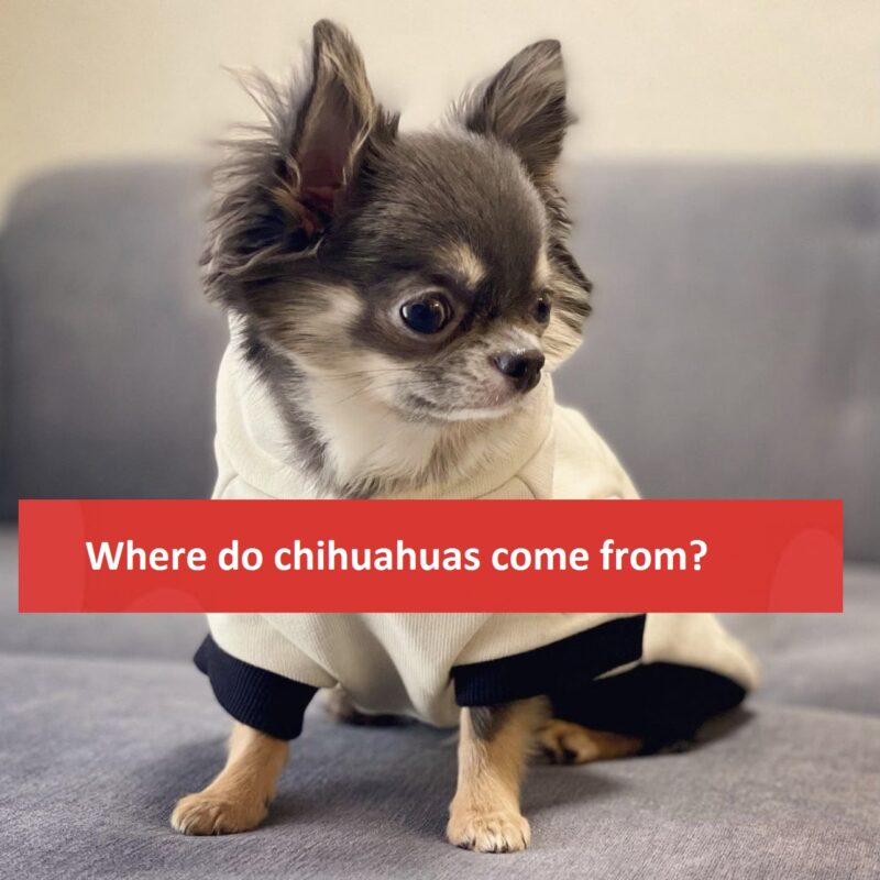 Where do chihuahuas come from