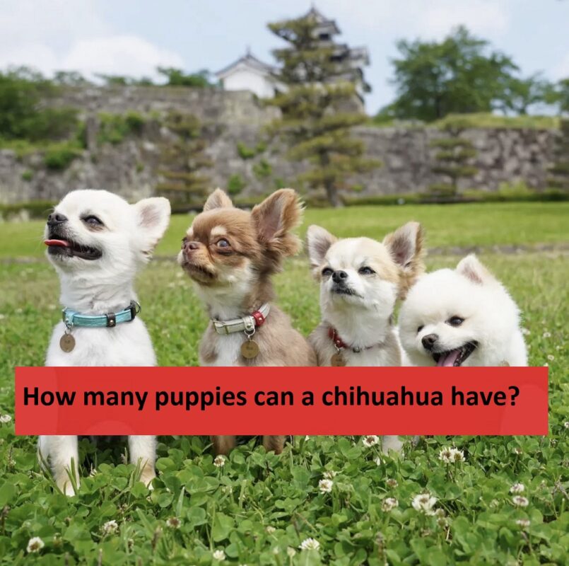 How many puppies can a chihuahua have